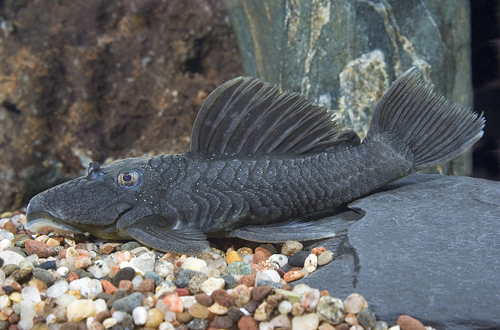 picture of Midnight Pleco L315 Med                                                                              Spectracanthicus murinus 'l315'