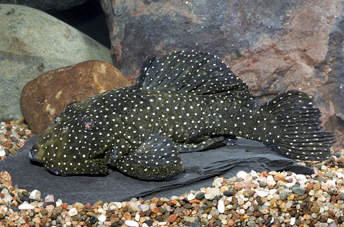 picture of Speckled Chubby Pleco L026 Med                                                                       Baryancistrus niveatus 'l026'