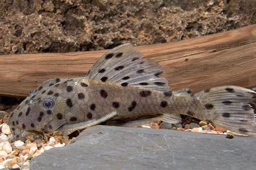 picture of Spiny Monster Pleco L160 Lrg                                                                         Pseudacanthicus spinosus 'l160'