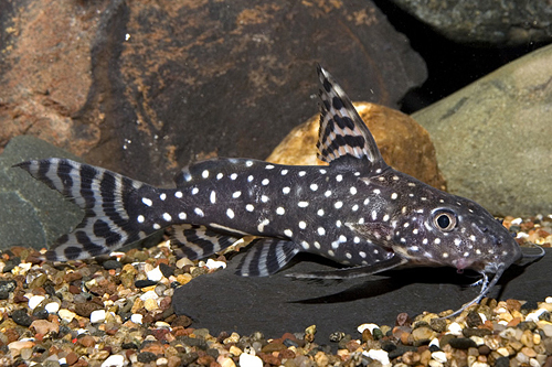 picture of Synodontis Angelicus Catfish Sml                                                                     Synodontis angelicus