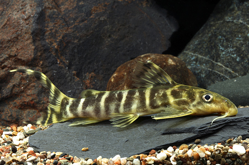 picture of Synodontis Brichardi Catfish Sml                                                                     Synodontis brichardi