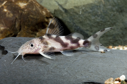 picture of Synodontis Decorus Catfish Florida Reg                                                               Synodontis decorus