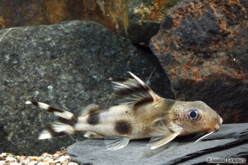 picture of Synodontis Decorus Catfish Florida Lrg                                                               Synodontis decorus