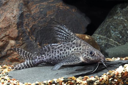 picture of Synodontis Eupterus Catfish Florida Shw                                                              Synodontis eupterus