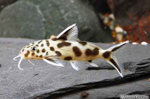 picture of Leopard Synodontis Catfish Hybrid Reg                                                                Synodontis multipunctatus x Synodontis petricola