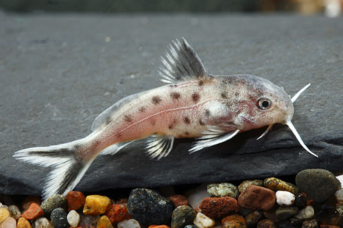 picture of Syno. Granulosos X Polli Catfish Hybrid Reg                                                          Synodontis granulosus x Synodontis polli