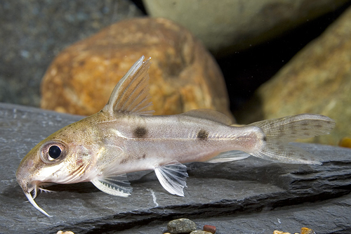 picture of Synodontis Notatus Catfish Reg                                                                       Synodontis notatus