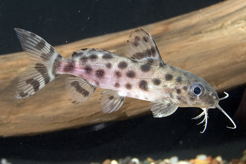 picture of Synodontis Ocellifer Catfish Reg                                                                     Synodontis ocellifer