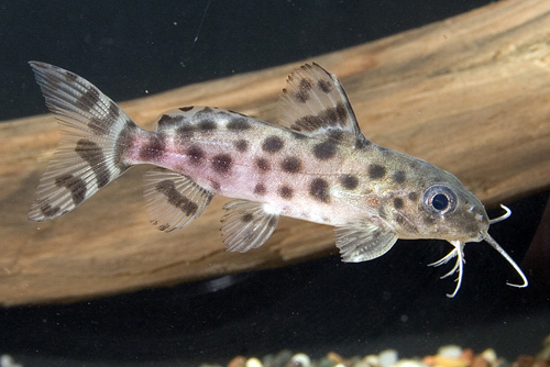 picture of Synodontis Ocellifer Catfish Lrg                                                                     Synodontis ocellifer