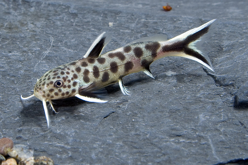 picture of Synodontis Petricola Catfish Florida Sml                                                             Synodontis petricola