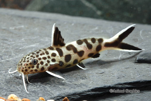 picture of Synodontis Petricola Catfish Florida Reg                                                             Synodontis petricola