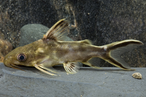 picture of Synodontis Pleurops Catfish Florida Sml                                                              Synodontis pleurops