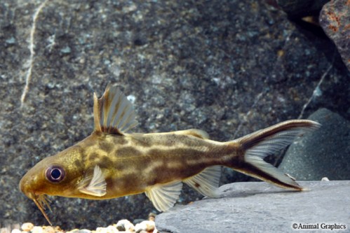 picture of Synodontis Pleurops Catfish Florida Med                                                              Synodontis pleurops