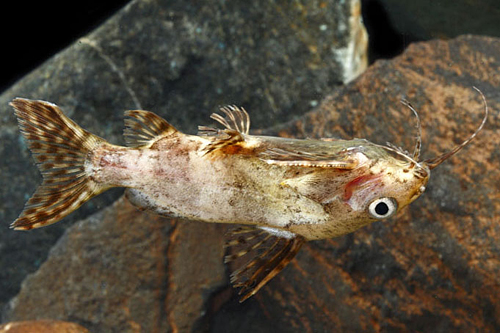 picture of Upside Down Catfish Lrg                                                                              Synodontis nigriventris