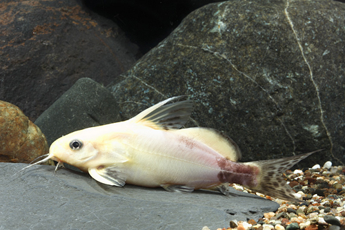 picture of Gold Synodontis Nigrita Catfish Sml                                                                  Synodontis nigrita 'Gold'