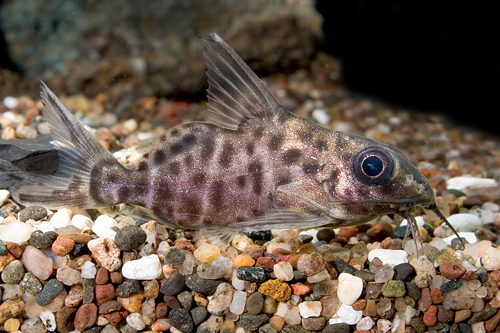 picture of Brachysynodontis Batensoda Catfish Reg                                                               Brachysynodontis batensoda