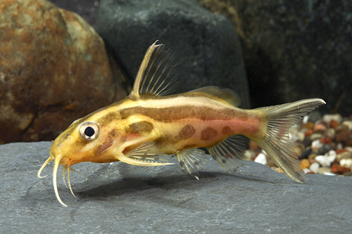 picture of Synodontis Flavitaeniatus Catfish Florida M/S                                                        Synodontis flavitaeniatus