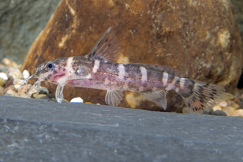 picture of Synodontis Marmorata Catfish Reg                                                                     Synodontis marmoratus