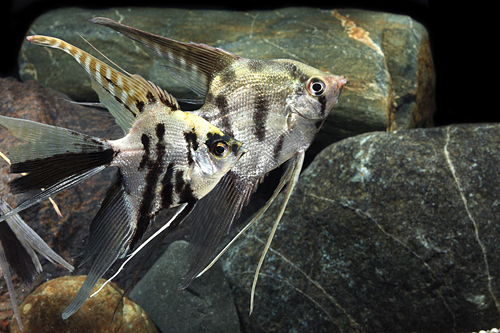 picture of Assorted Veil Angel Med                                                                              Pterophyllum scalare