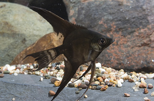 picture of Black Lace Angel Reg                                                                                 Pterophyllum scalare
