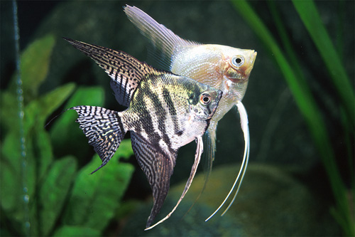 picture of Assorted Fancy Angel Med                                                                             Pterophyllum scalare