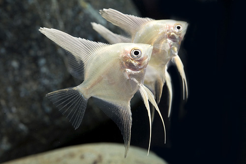picture of Gold Angel Sml                                                                                       Pterophyllum scalare