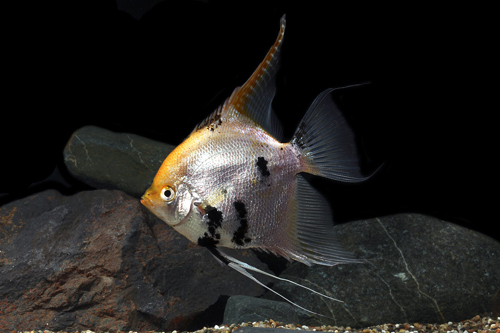 picture of Gold Marble Angel Sml                                                                                Pterophyllum scalare
