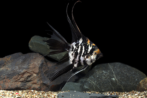 picture of Marble Angel M/S                                                                                     Pterophyllum scalare