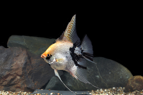 picture of Marble Pearlscale Angel M/S                                                                          Pterophyllum scalare