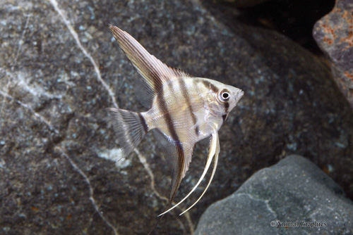 picture of Silver Angel Lrg                                                                                     Pterophyllum scalare