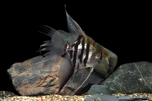 picture of Silver Veil Angel M/S                                                                                Pterophyllum scalare