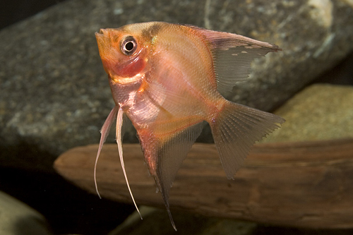 picture of Super Red Angel M/S                                                                                  Pterophyllum scalare