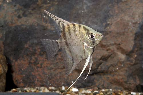 picture of Zebra Lace Angel M/S                                                                                 Pterophyllum scalare