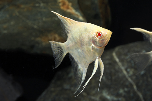 picture of Albino Pearlscale Angel M/S                                                                          Pterophyllum scalare