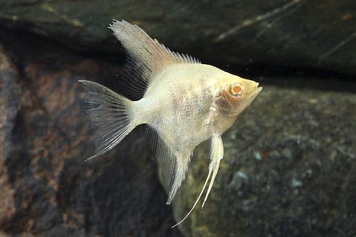 picture of Albino Pearlscale Angel Med                                                                          Pterophyllum scalare