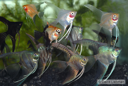 picture of Assorted Special Angel Med                                                                           Pterophyllum scalare