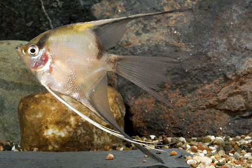 picture of Blushing Veil Angel Med                                                                              Pterophyllum scalare