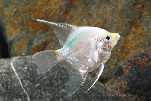 picture of Lime Angel M/S                                                                                       Pterophyllum scalare