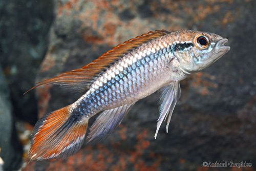 picture of Double Red Apisto. Agassizi Cichlid Male Reg                                                         Apistogramma agassizi 'Double Red'