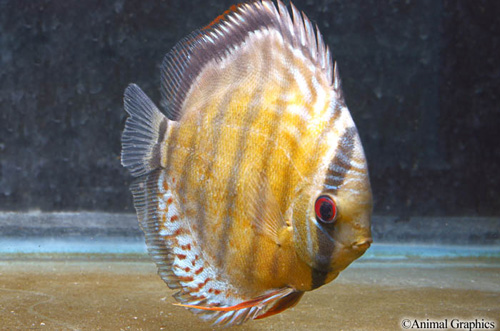 picture of Green Tefe Discus Lrg                                                                                Symphysodon aequifasciatus