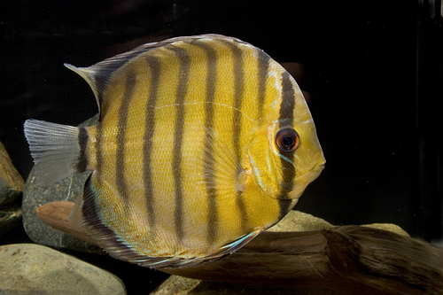 picture of Green Discus Shw                                                                                     Symphysodon aequifasciatus