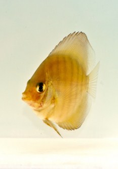 picture of Red Alenquer Discus Sml                                                                              Symphysodon aequifasciatus