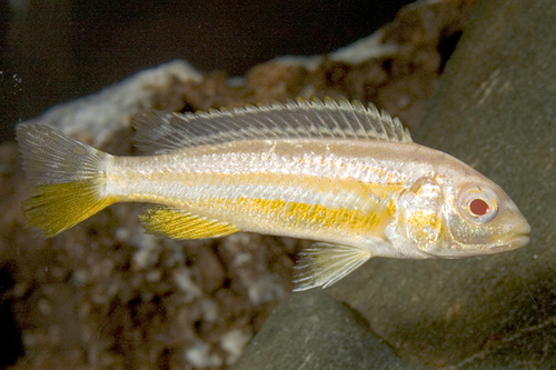 picture of Albino Auratus Cichlid Reg                                                                           Melanochromis auratus 'Albino'