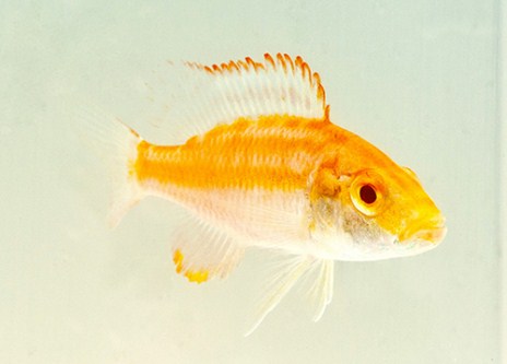 picture of Albino Dimidochr. Compressiceps Cichlid Med                                                          Dimidiochromis compressiceps 'Albino'