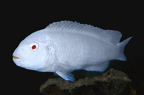 picture of Albino Socolofi Cichlid Sml                                                                          Pseudotropheus socolofi 'Albino'