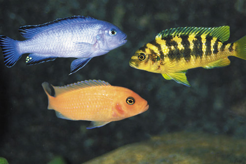 picture of Assorted African Cichlid Xlg                                                                         Melanochromis. Pseudotropheus, Maylandia + spp.