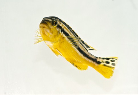 picture of Auratus Cichlid Sml                                                                                  Melanochromis auratus