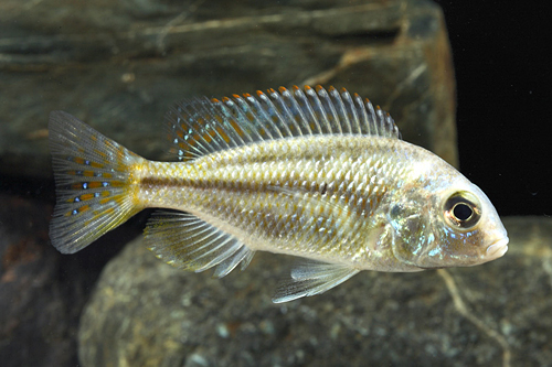 picture of Chilotilapia Rhoadesii Cichlid Med                                                                   Chilotilapia rhoadesii