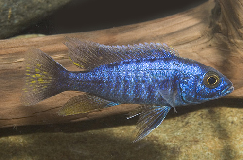 picture of Copadochromis Chrysonotus Cichlid Sml                                                                Copadichromis chrysonotus