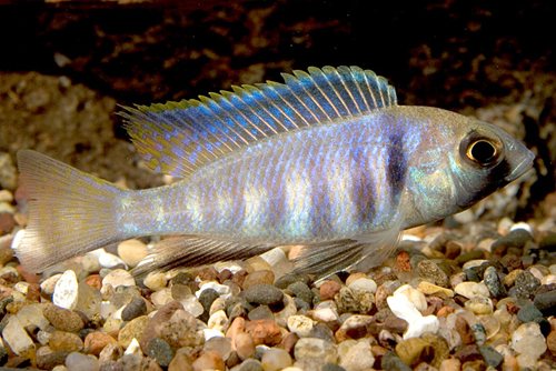 picture of Deepwater Placidochromis Electra Cichlid Reg                                                         Placidochromis electra